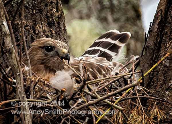 Broad-winged hawk on Nest